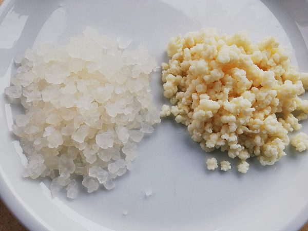Kombipaket Japankristalle Wasserkefir Milchkefir Tibetanische Kefirknollen 1